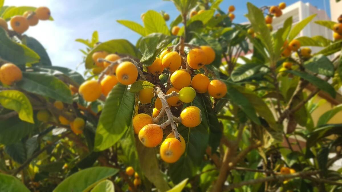 הוילה פיגואיירה דה פוז Casa Agricola Do Limonete מראה חיצוני תמונה
